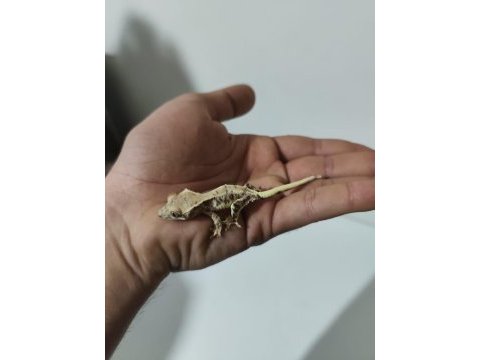 Üst kalite crested geckolar