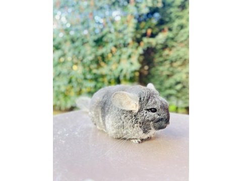 Siyah (black velvet) çinçila / chinchilla 1 yaşında
