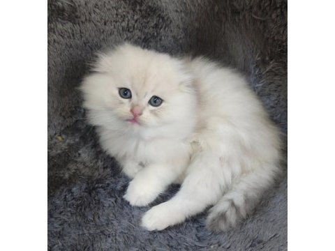 İstanbul içi 7/24 adrese teslim british longhair