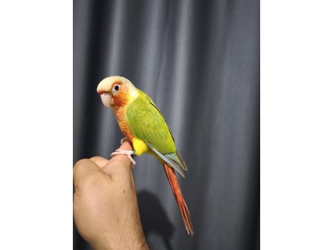 Evcil 4 aylık konur papağanı