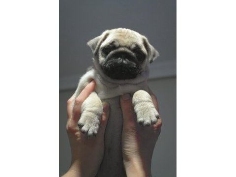 Pug mops dişi yavrumuz