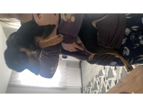 Gece 1 buçuk yaşında erkek pinscher