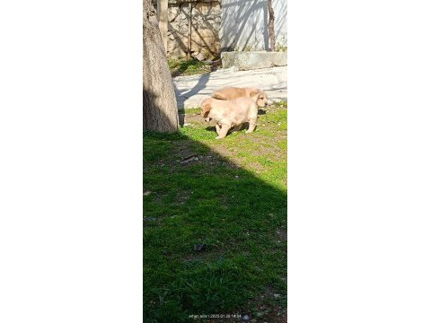 35 günlük macar golden retriever bebekler