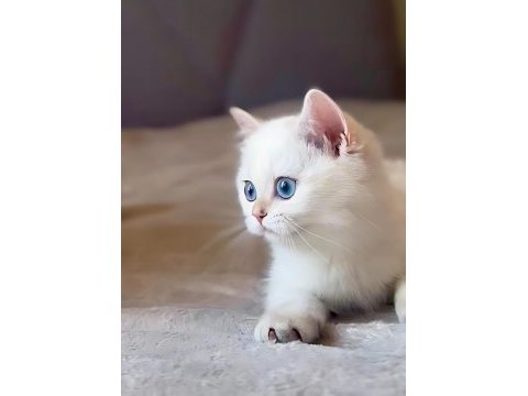 Safkan şecereli british shorthair erkek