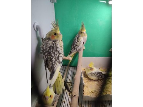 Bebek sultan papağanlar eğitime açık 35-40 günlük