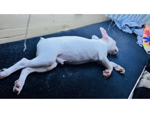 Bembeyaz tatlı french bulldog