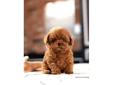 Toy poodle yavrularım
