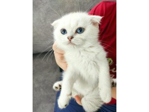 Safkan scottish fold erkek yavru