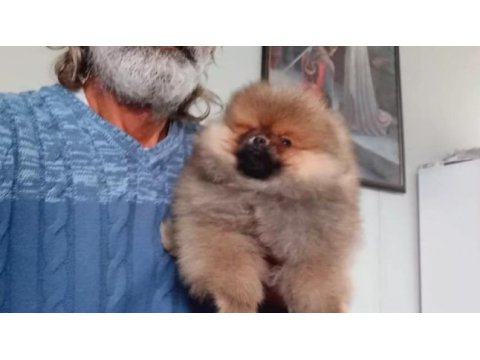 Orijinal pomeranian boo