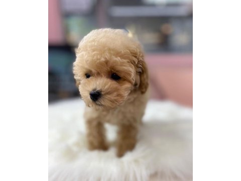 Efsane maltipoo yavruları