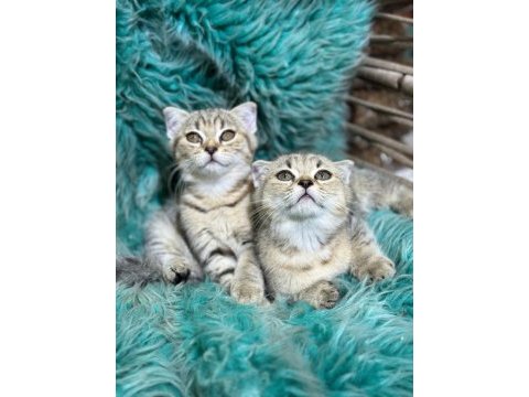 Güzel british shorthair yavrular yeni yuvalarını arıyor