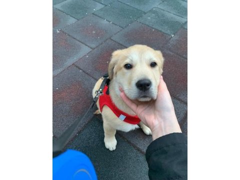 Labrador dora ömürlük yuvasını arıyor