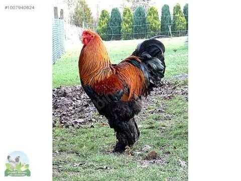 Gold brahma horoz