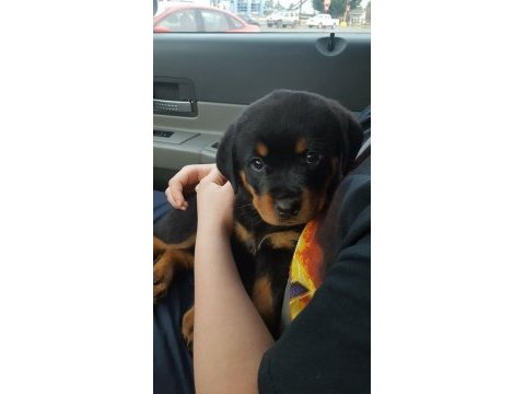 Macar kafa tosun gibi rottweiler yavrularımız