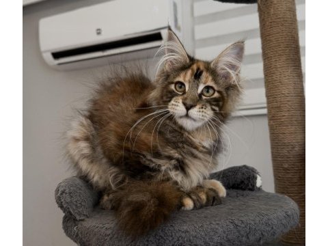 Mco dişi kahverengi tortie maine coon