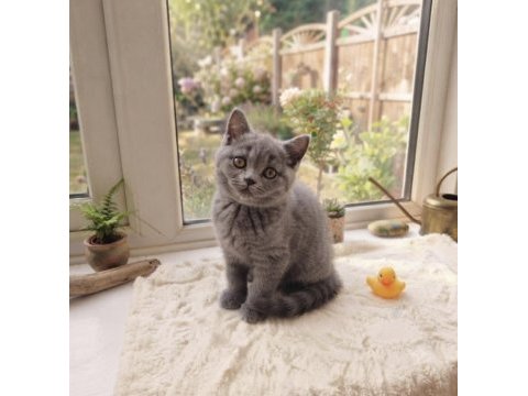 2 aylık erkek british shorthair