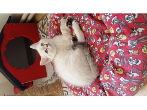 British shorthair ve british golden yavrularımız