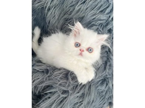 Safkan sağlıklı iran kedisi yavruları