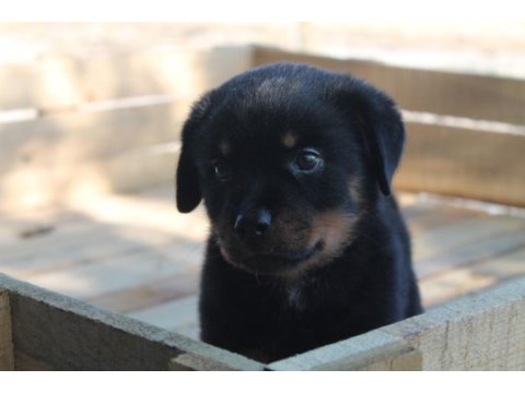 Rottweiler yavruları güç asil duruş ve sadakat