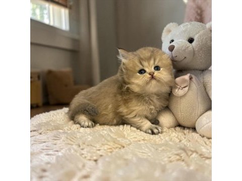 Safkan british longhair blue golden erkek yavru