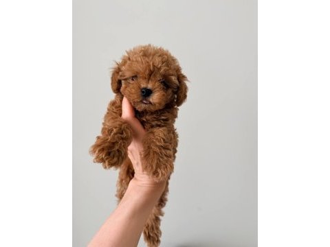 Kore yavrular maltipoo