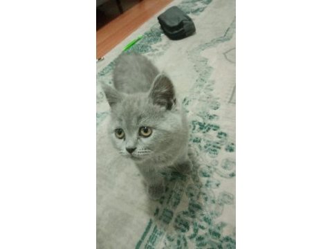 Satılık yavru british shorthair