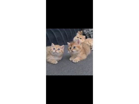 Irk garantili yavru kediler bilgi özelden verilecek