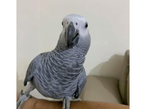 7 aylık full evcil jako bal nehir