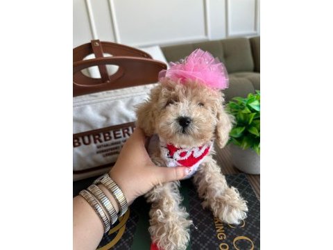Sağlık ve ırk garantili maltipoo yavrularımız