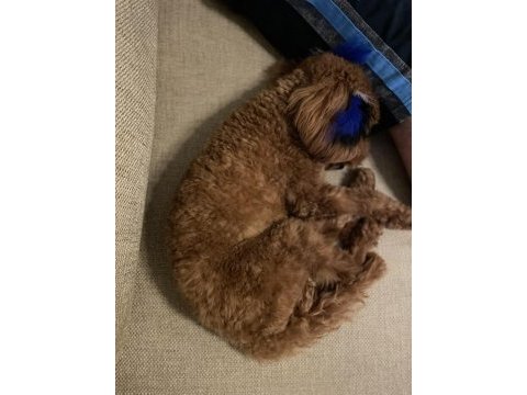 10 aylık toy poodle yavrumuz