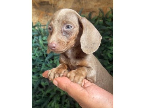 İsabella mini dachshund tr de tek