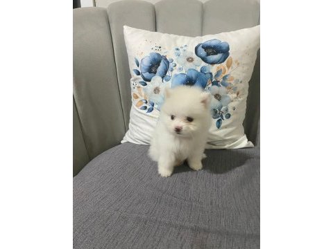 Pomeranian erkek bebek