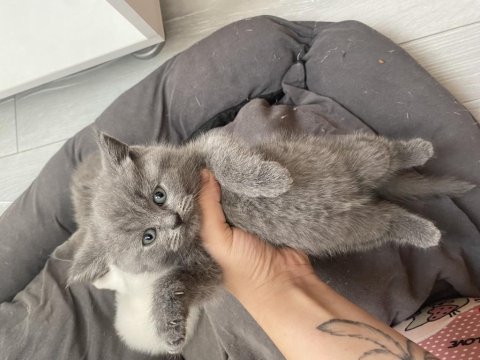 70 günlük dişi-erkek british shorthair