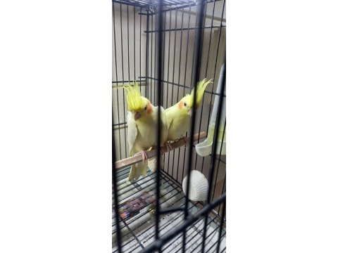 Sevimli kırmızı göz lutino sultan papağanı yavruları