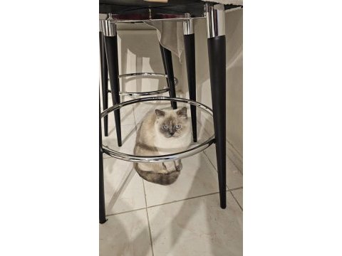 Blue point british shorthair ücretsiz