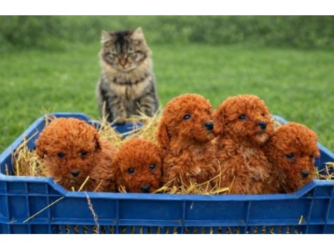 Çok sağlıklı poodle yavrular