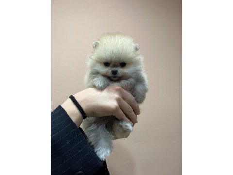 Show kalite tea cup pomeranian boo yavrularımız