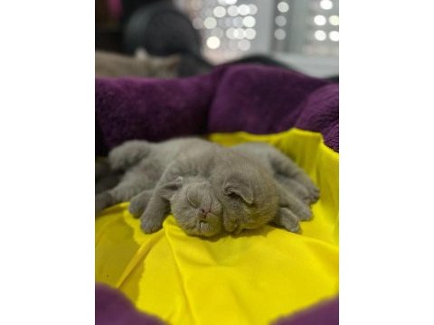 Minik british shorthair yavrularımıza yuva arıyoruz