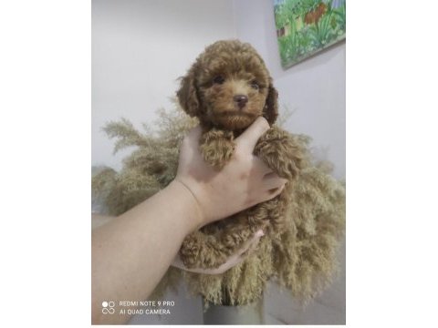 En uygun en garanti boy kore poodle