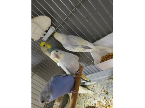 12 adet yeni yavru muhabbet kuşu