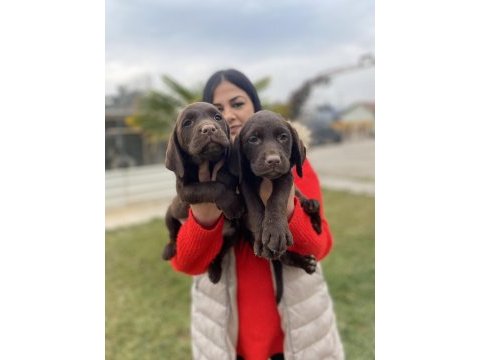 Çikolata labrador yavrularım