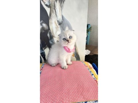 Safkan british shorthair ve scottish fold bebek kediler