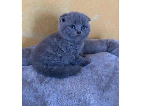 Scottish fold yavrularımız 
