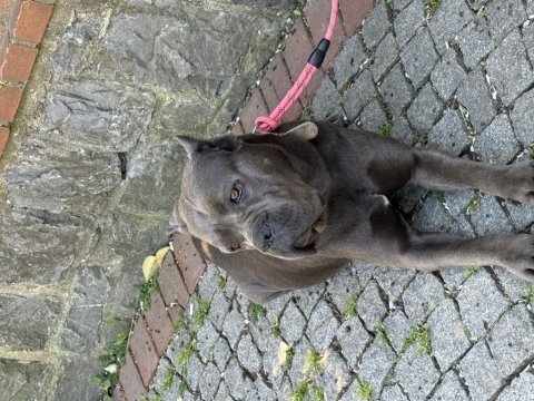 Dişi yaşında blue cane corso