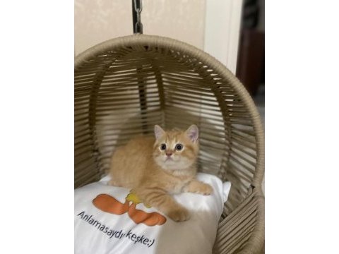 British shorthair, scottish shorthair