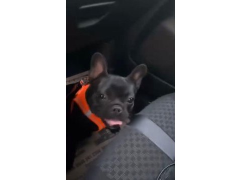 Dişi french bulldog 1 yaşında