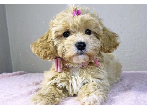 Maltipoo safkan köpeğim
