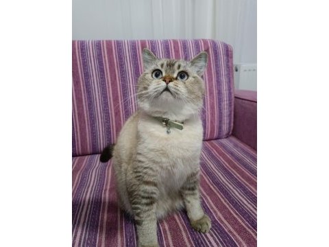 11 aylık erkek british shorthair
