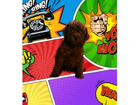 Kore toy poodle yavrularımız 