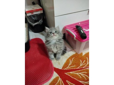 British longhair külkedisi prensesim